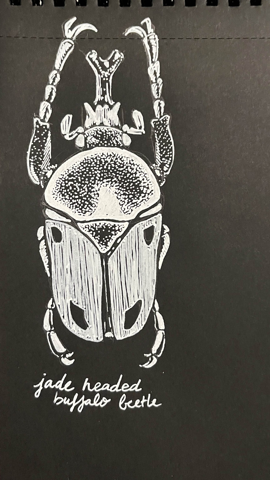 A drawing of a jade headed buffalo beetle, white ink on black paper.