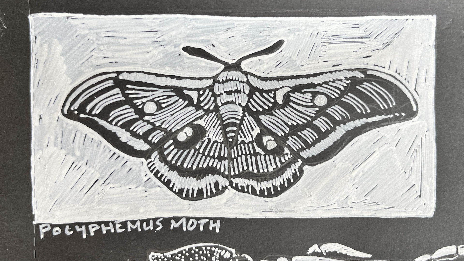 A drawing of a polyphemus moth, white ink on black paper.