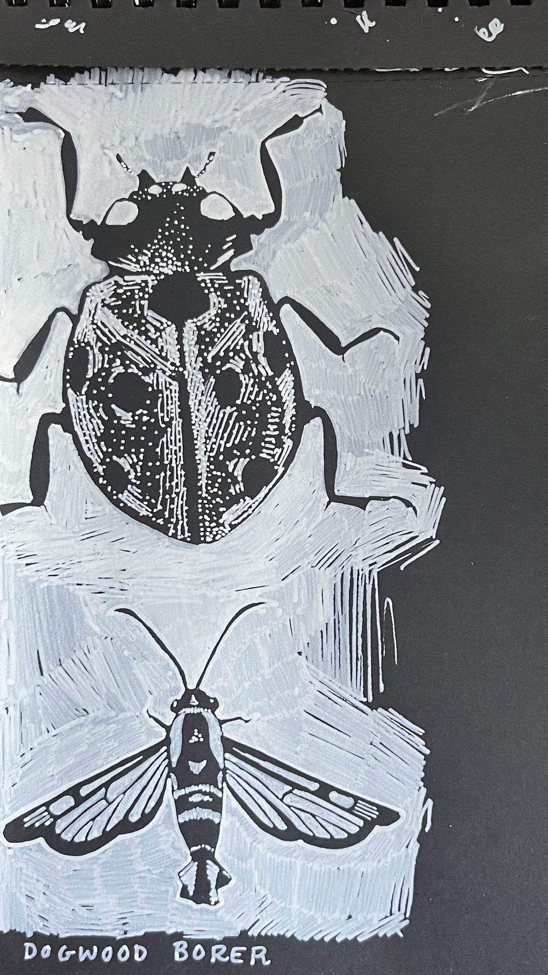 A drawing of a ladybug and a dogwood borer, white ink on black paper.