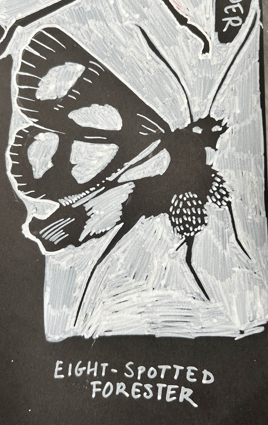 Drawing of an eight-spotted forester moth, white ink on black paper.