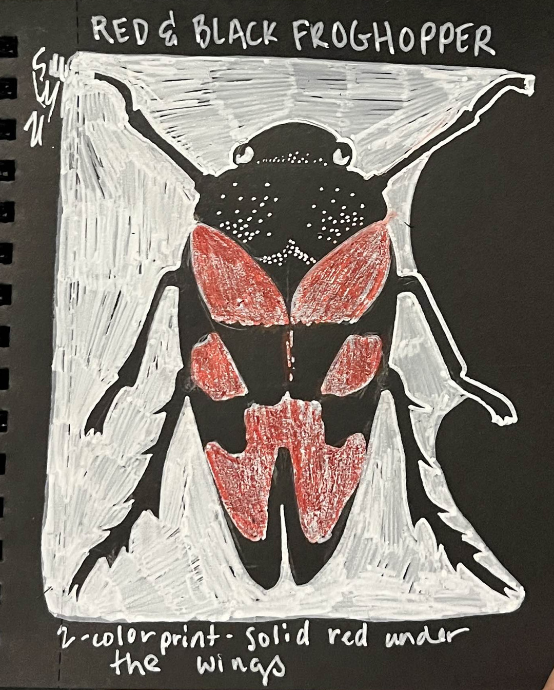 A drawing of a red and black froghopper, mostly white ink on black paper with red spots on the wings. Written caption says 2-color print - solid red under the wings.