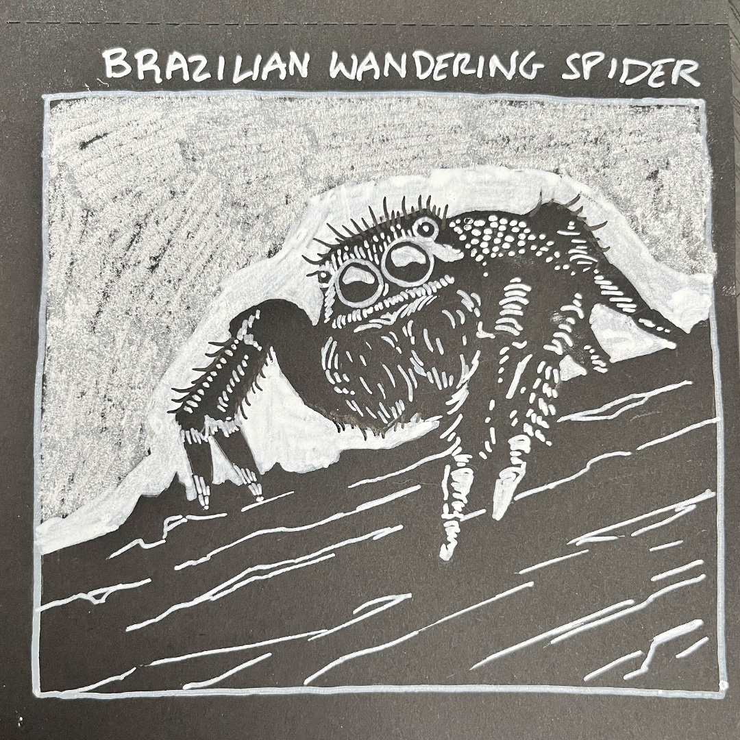 Drawing of a Brazilian wandering spider, white ink on black paper. It's cute.