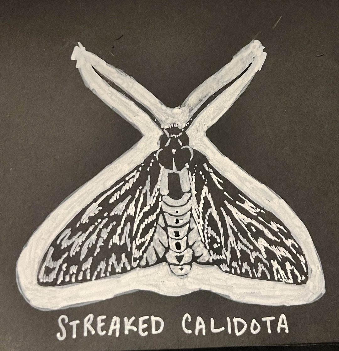 Drawing of a streaked calidota moth, white ink on black paper.