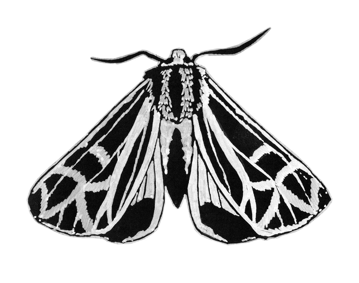 An Anna Tiger Moth, white ink on black paper.