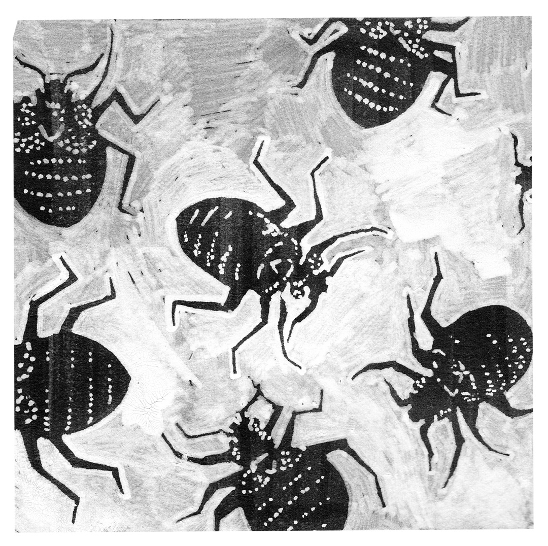 Several bed bugs, white ink on black paper.