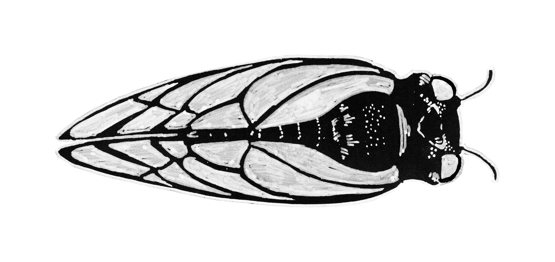 A cicada from the top, white ink on black paper.