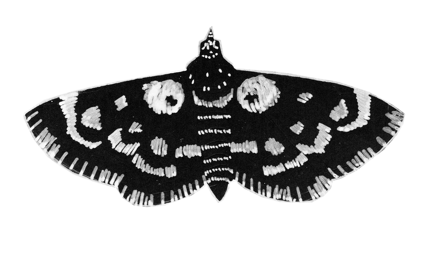 Harlequin webworm moth, white ink on black paper.