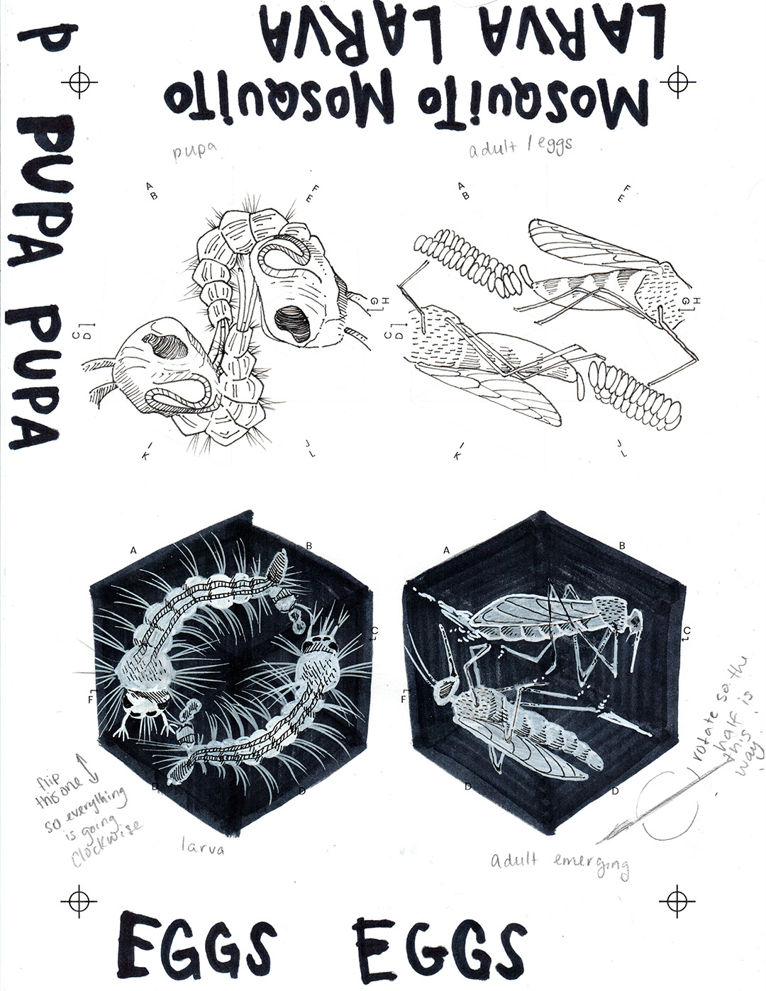 Four drawings of a mosquito at various life stages. On the top row are the pupa stage and the adult laying eggs stage, which are both black ink on white paper. The bottom row is the larva stage and adult emerging stage, white ink on black paper. Around the edges of the paper are notes, registration marks, and the text for each stage.