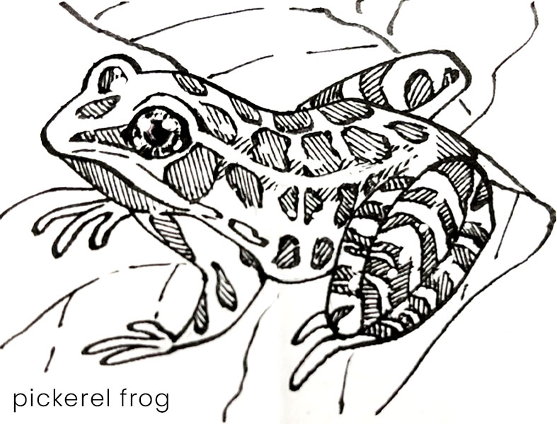 Black and white drawing of a pickerel frog